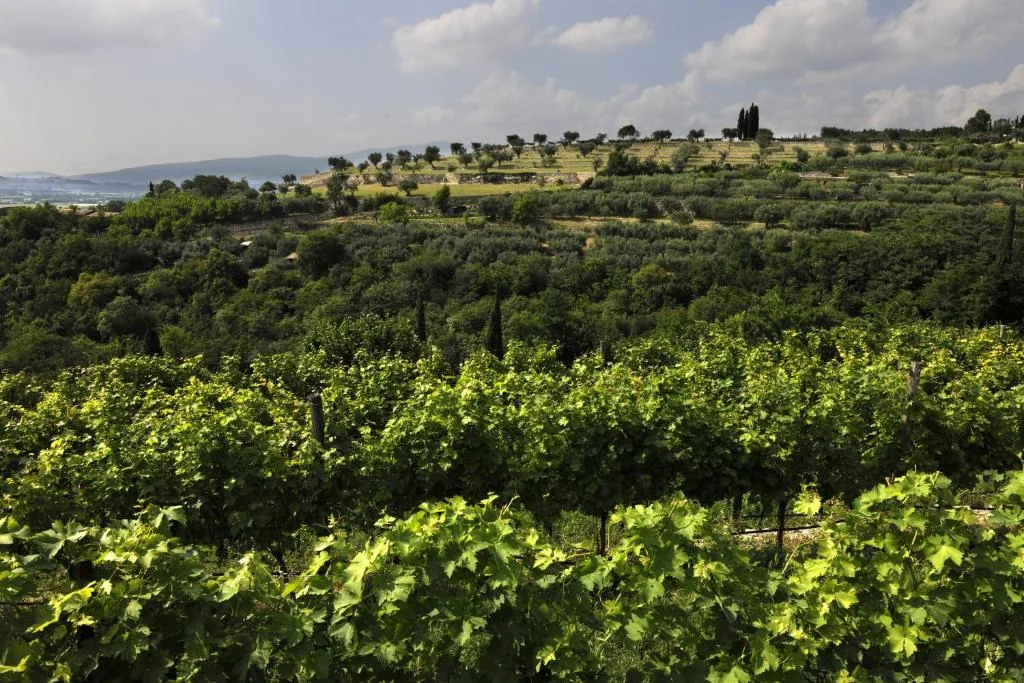 Tour culturali e vigneti · Delser Verona