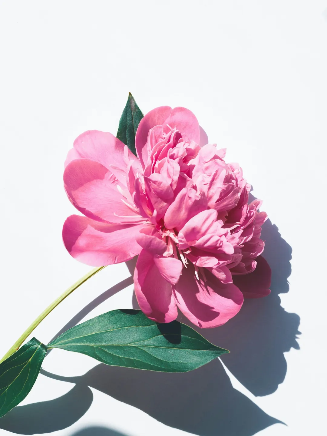Peonia rosa con lo stelo